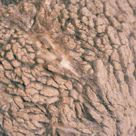 Sad kulunda breeding sheep. Muzzle sharing. Meat and fur farm production. Animal wool. Closeup...