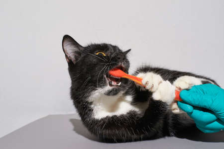 Black cat holding animal toothbrush. Orange color. People hand in glove. Grey background with copyspace. Pet clinic banner. Adv picture. Oral careの写真素材