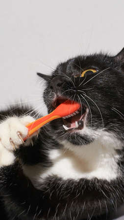 Black cat holding animal toothbrush. Orange color. Self oral care. Grey background with copyspace. Pet clinic banner. Adv pictureの写真素材