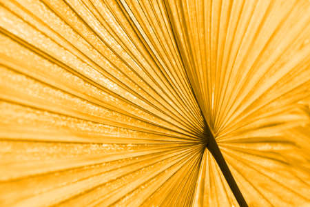 palm tree texture. Tropical leaves. Sun light. Colorful nature wallpaper. Banana bright large leaf. Greenery wild garden. Abstract modern spring conceptの写真素材