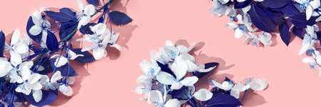 Apple tree floral pattern. Bright summer background. Spring white fruit flowers. Repeat spring...