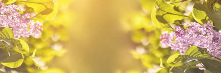 Purple lilac branch. Flower blossom with green leaves. Spring congratulations card. Wedding summer banner. sun. Floral mother day. Nature presentation design for story. Horizontal long wide bannerの写真素材