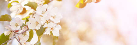 Apple tree floral. Bright summer background. Spring white fruit flowers. Spring texture. Creative...