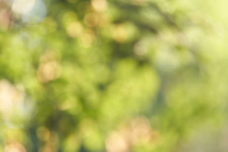 Colorful bokeh background. Business blurry wallpaper. Abstract soft texture. Dreamy sunlights. Card decoration. Glamour backdrop. Green and brown colorsの写真素材