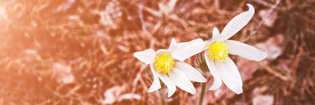 Pasque flower at spring forest. While bloom outdoors. Sun nature season. Floral garden backfround....