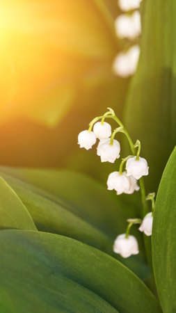 White convallaria flower with green leaves. Outdoors bouquet. Majalis beautiful wallpaper. Ecology season concept. Harmony aromatherapy. Meadow or park blossom. Sunlightの写真素材