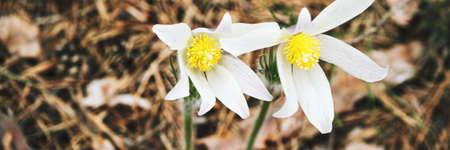 Pasque flower at spring forest. While bloom outdoors. Sun nature season. Floral garden backfround....