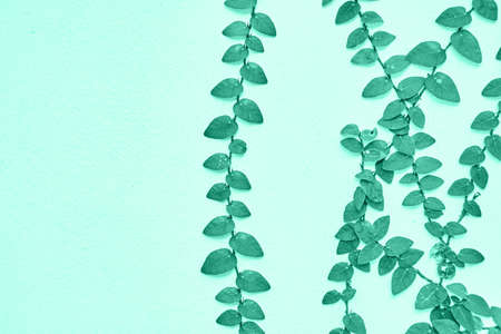 Green growth wall. Frame plant decoration. Vintage backdrop. Long path. Jungle thai liana. Climbing vine leaf. Nature backgroundの写真素材