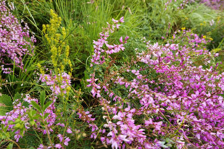 April pink flower at meadow. Lying at green grass. Floral field. Mountain summer plant. Sweet tea...