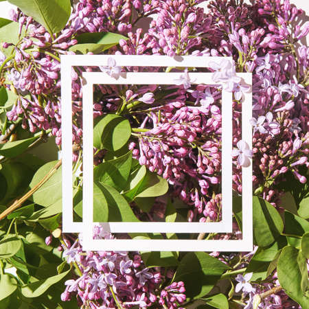 Trend sunny lilac mockup. White paper. Nature garden design. Congratulations flower and leaves card. Purple flora fantasy. Aerial view. Romantic template. Modern conceptの写真素材