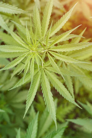 Cannabis green plant. Anti law herb. Cbd field. Hemp garden. Medicine outdoor background. Drug agriculture. Smoking nature farm. Oil weed. Science cultureの写真素材