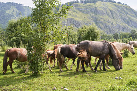 Vacation landscape. Horse outdoor in evening. Russian Altai mountains. Chemal region. Holiday at home. Staycation concept. Reduce carbon footprint. Sustainable lifestyle. Holiday trail. Local travelの写真素材