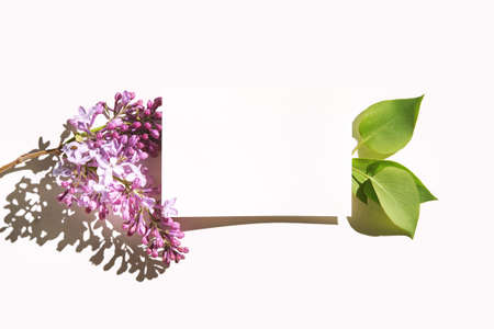 Trend sunny lilac mockup. White paper. Nature garden design. Congratulations flower and leaves card....
