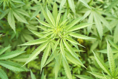 Cannabis green plant. Anti law herb. Cbd field. Hemp garden. Medicine outdoor background. Drug...