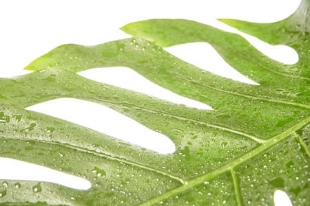 Monstera summer leaf. Tropic palm flora. Jungle rainforest exotic shape. philadendron spring popular...