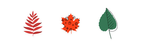 Fall leaf icon vector illustration set. Hand drawn 3 colorful design.