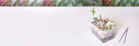A hand tends to a young echeveria in a decorative pot, indoors. Greenery enlivens the room, a blend of nature and modern decorの写真素材