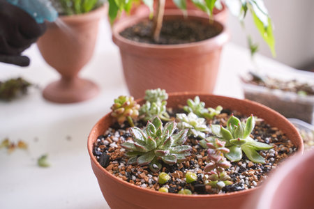 A woman hand gently holds a small echeveria plant in a decorative pot, adding greenery to her modern home. Indoor gardening brings joy and a touch of nature to daily lifeの写真素材