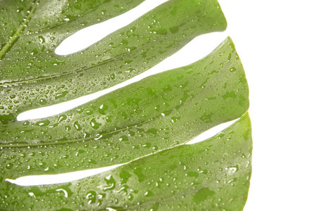 Monstera summer leaf. Tropic palm flora. Jungle rainforest exotic shape. philadendron spring popular...