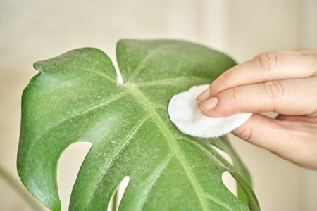 Cleaning monstera leaf with cotton pad - home plant care for healthy foliage and green living