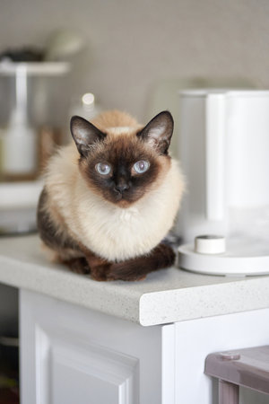 Siamese cat relaxing on kitchen counter with modern appliances in soft daylight.の写真素材