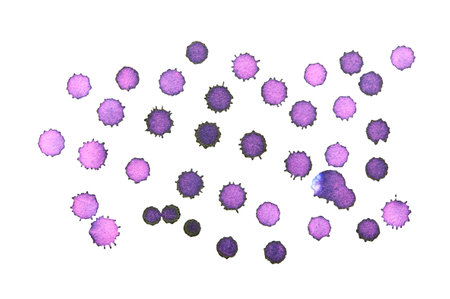 Microscopic view of purple bacteria cluster on white background.