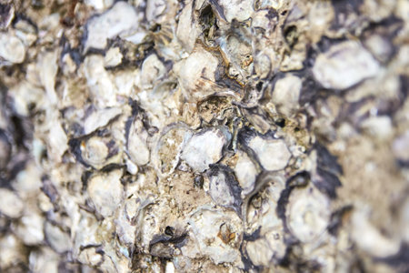 Close up texture of rough rock surface with embedded fossils and natural patterns in earthy tones.