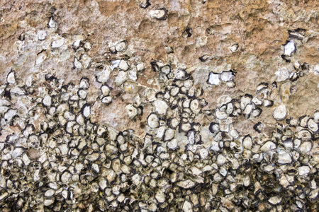 Textured oyster shell wall along weathered coastal rocks with organic patterns and natural colors.の写真素材