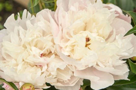 Close up of delicate pale pink peonies in full bloom with lush green foliage.の写真素材