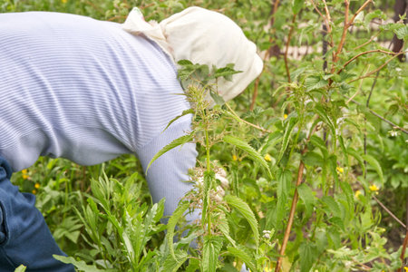 Caucasian elderly female gardening in lush green vegetable garden wearing sun hat.