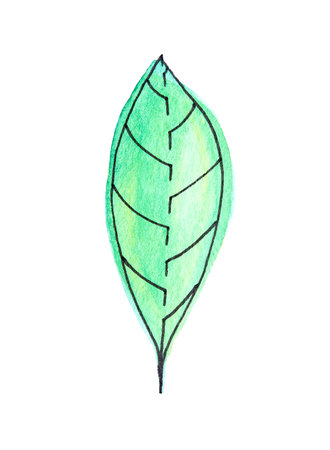 Hand-painted green leaf with watercolor texture: botanical art on white background emphasizing natural simplicity and eco-friendly themes.の写真素材