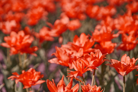 Vibrant red tulip field in bright sunlight capturing the essence of spring blooms.の写真素材