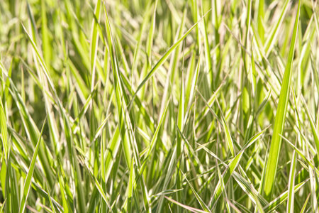 Lush green grass blades close up in sunlight.