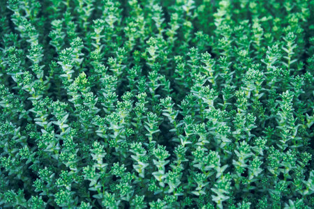 Lush green thyme herb garden with dense foliage in natural sunlight.