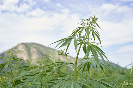 Lush green cannabis plant in front of mountainous landscape under clear sky.の写真素材