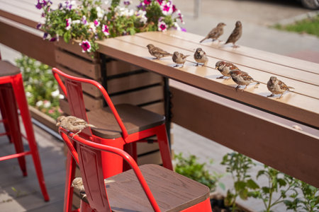 Sparrows gathering on a wooden cafe table with red chairs and colorful flowers in a sunny outdoor setting.の写真素材