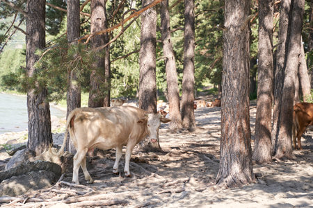 Cow in forested riverbank with sunny daylight and pine trees in tranquil natural landscape.の写真素材