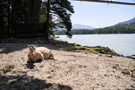Cow resting on sandy riverbank with forest and mountain view in daylight scene.の写真素材