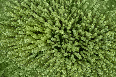 Lush green vegetation close up: top view of dense foliage with vibrant texture and natural pattern.の写真素材