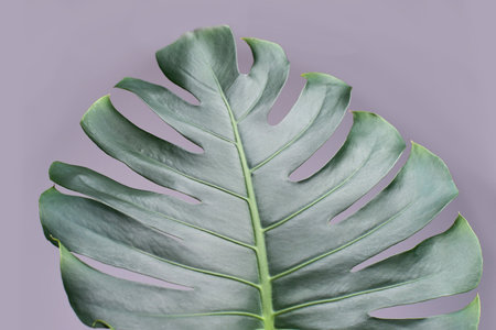Vibrant monstera leaf on soft purple background highlighting tropical foliage beauty.の写真素材