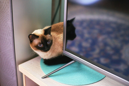 Siamese cat curled up on turquoise mat beside modern flat screen tv in cozy home setting.の写真素材