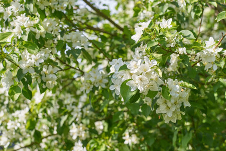 Blooming white apple blossoms in sunlit orchard with lush greenery.の写真素材