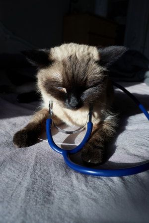 Siamese cat with stethoscope on bed in sunlight.の写真素材
