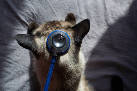 Siamese cat examined with stethoscope for health checkup on gray background.の写真素材