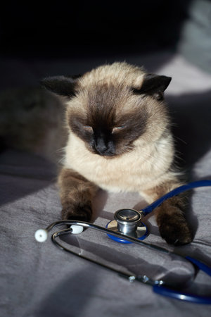 Siamese cat with stethoscope: feline curiosity in a sunlit scene.の写真素材