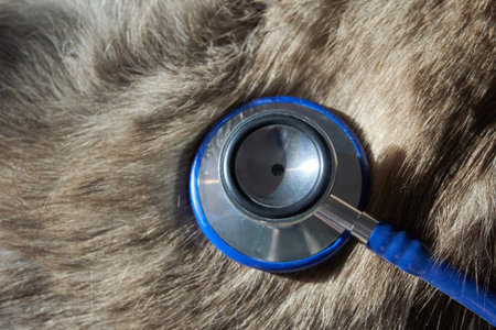 Veterinary stethoscope on animal fur - closeup of medical equipment for pet health checkup.の写真素材