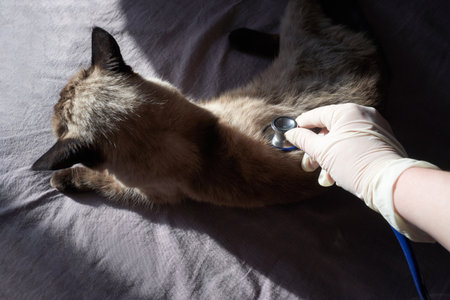 Person in gloves examining siamese cat with stethoscope on soft grey surface.の写真素材