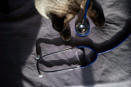 Siamese cat interacting with blue stethoscope on dark fabric surface.の写真素材