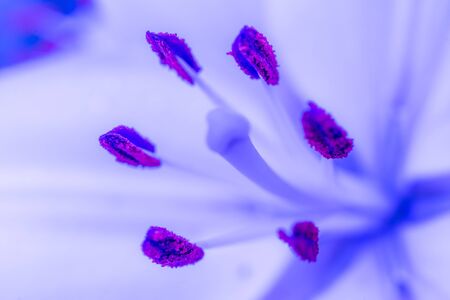 Blurred abstract closeup of blue lily garden. Floral design macro.の写真素材