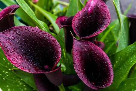 Beautiful Macro of Calla Lily Night Cap, dramatic-looking, for decoration design. Drops on a leaves after rain.の写真素材